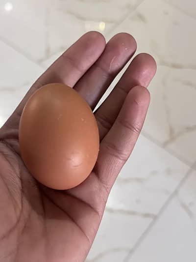 First egg lemon brown