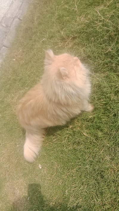 Persian male cat