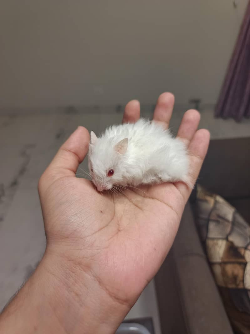 HAMSTERS AVAILABLE 11