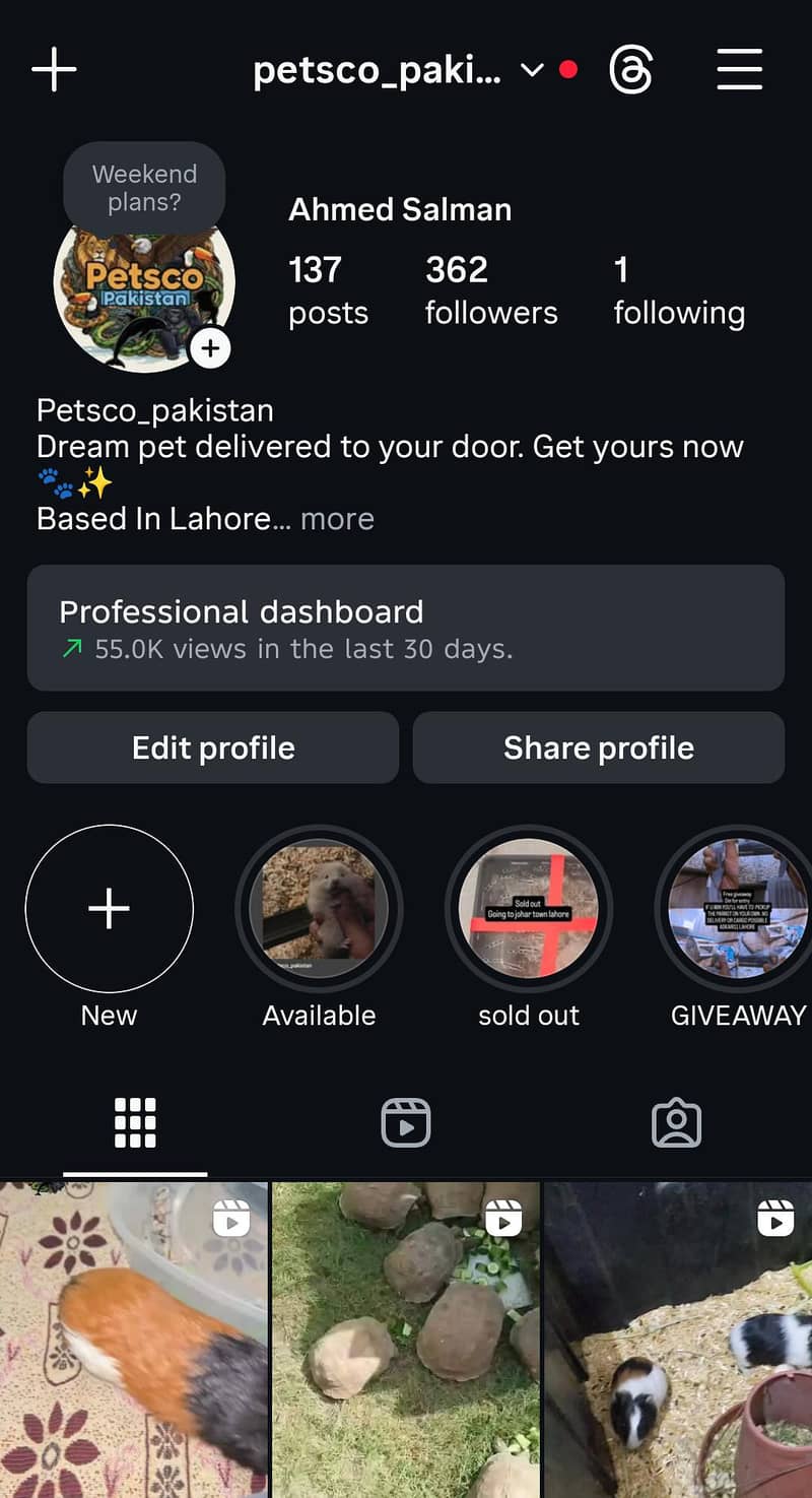 HAMSTERS AVAILABLE 19