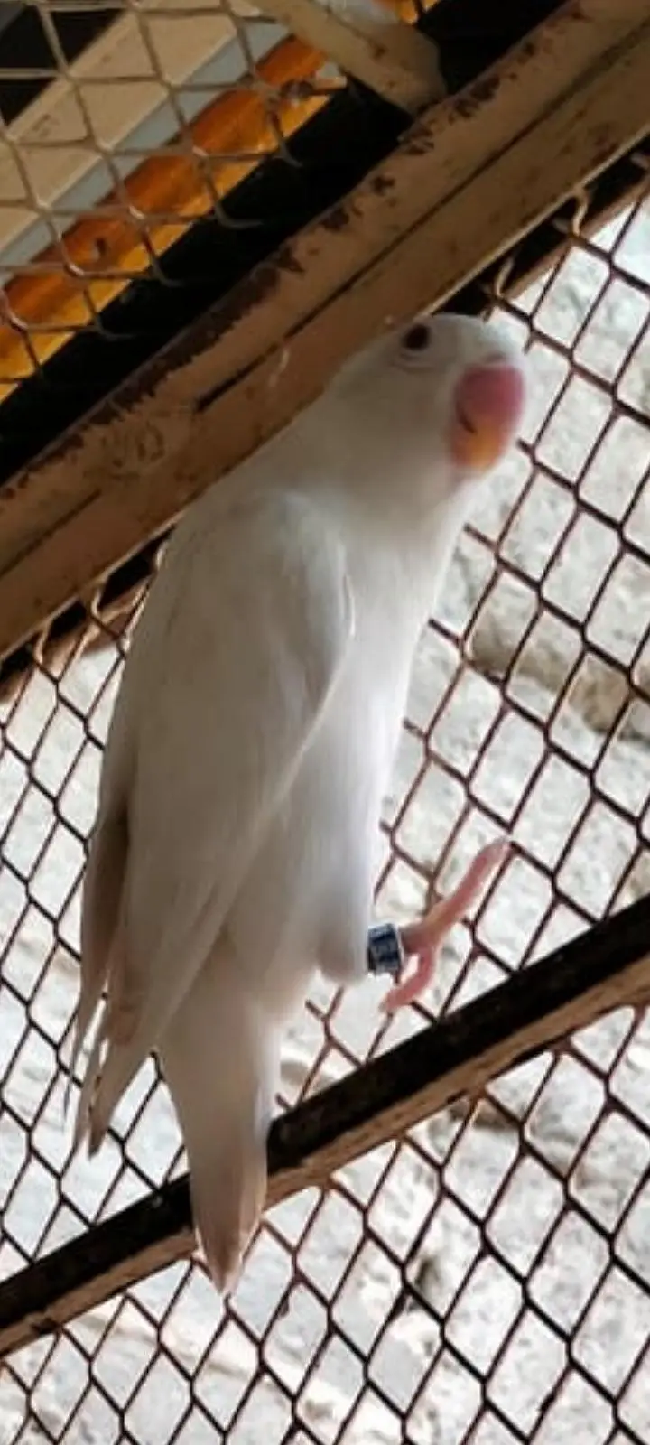 Love Birds