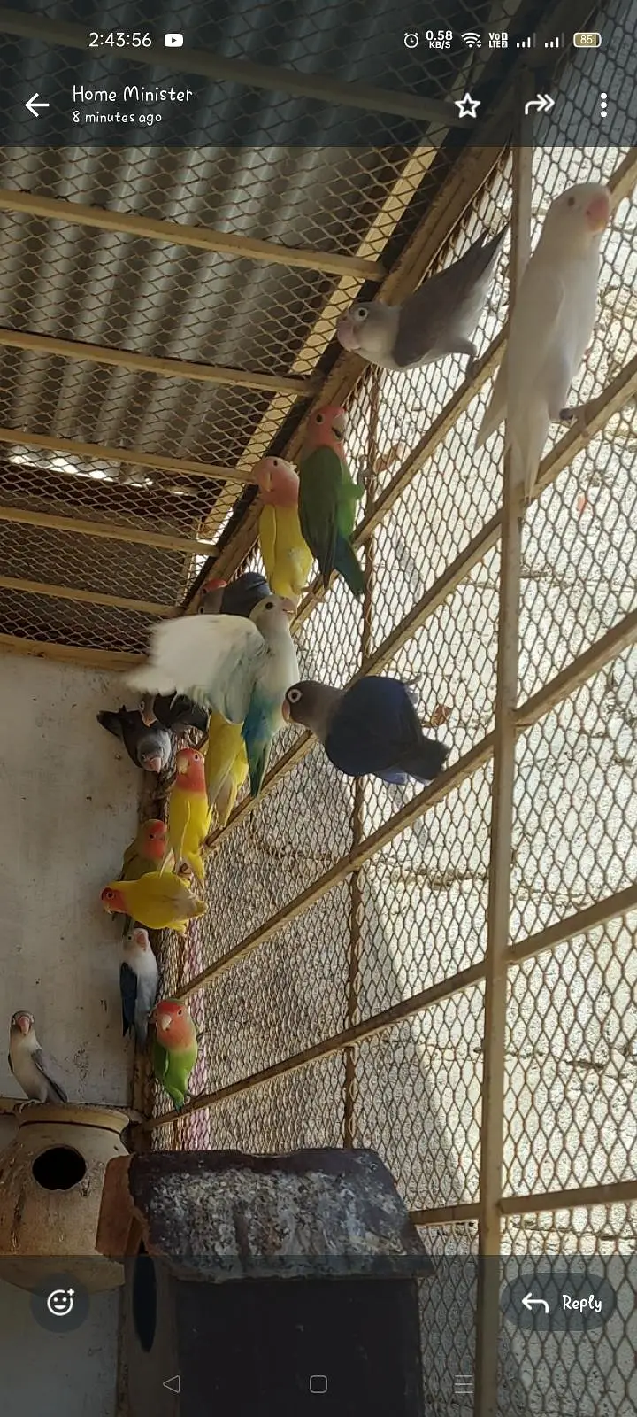 Love Birds — photo 2
