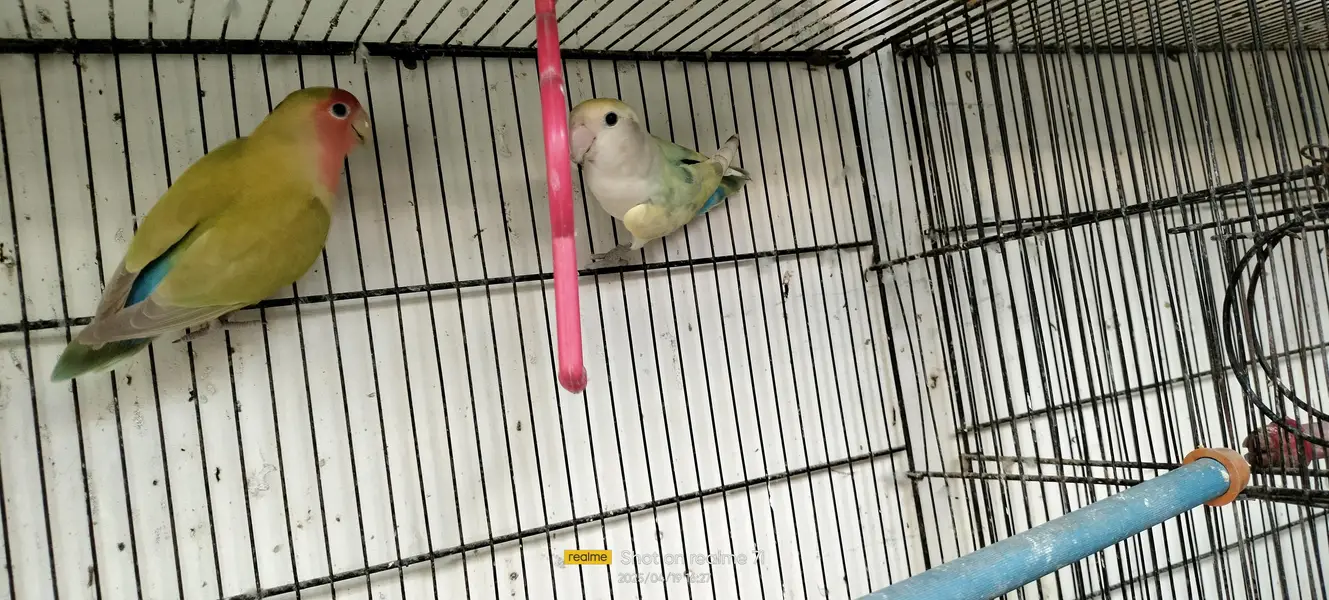 Love Birds — photo 3