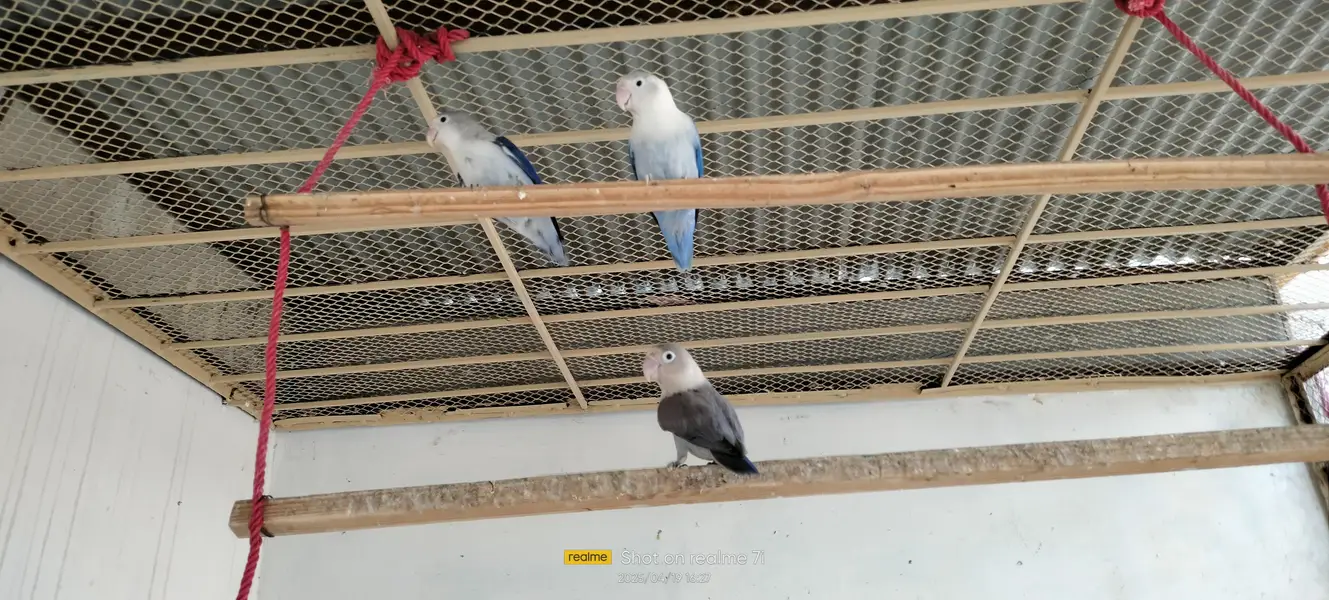 Love Birds — photo 5
