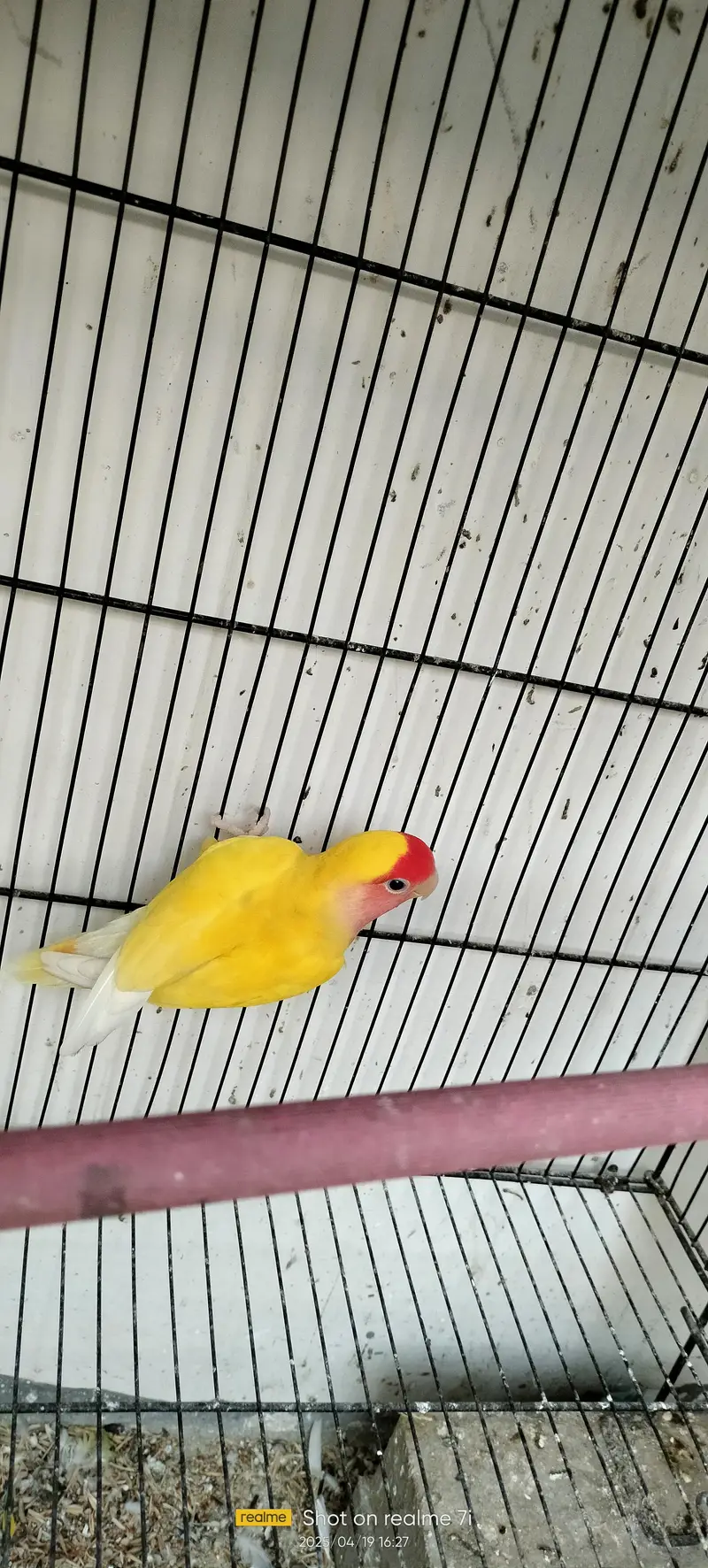 Love Birds — photo 6
