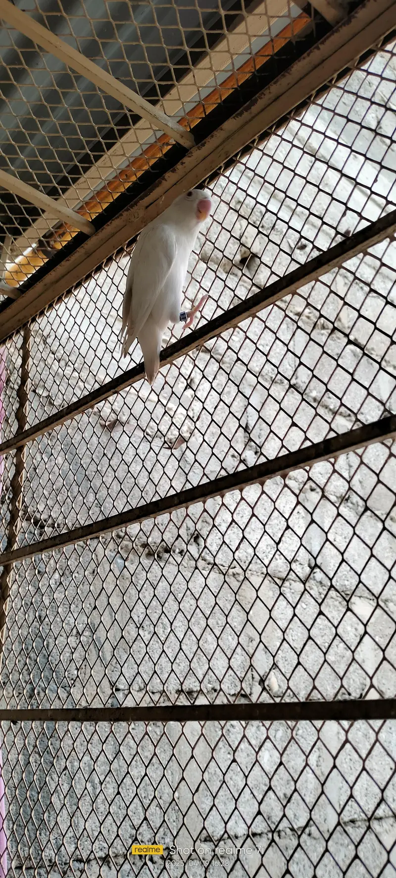Love Birds — photo 8