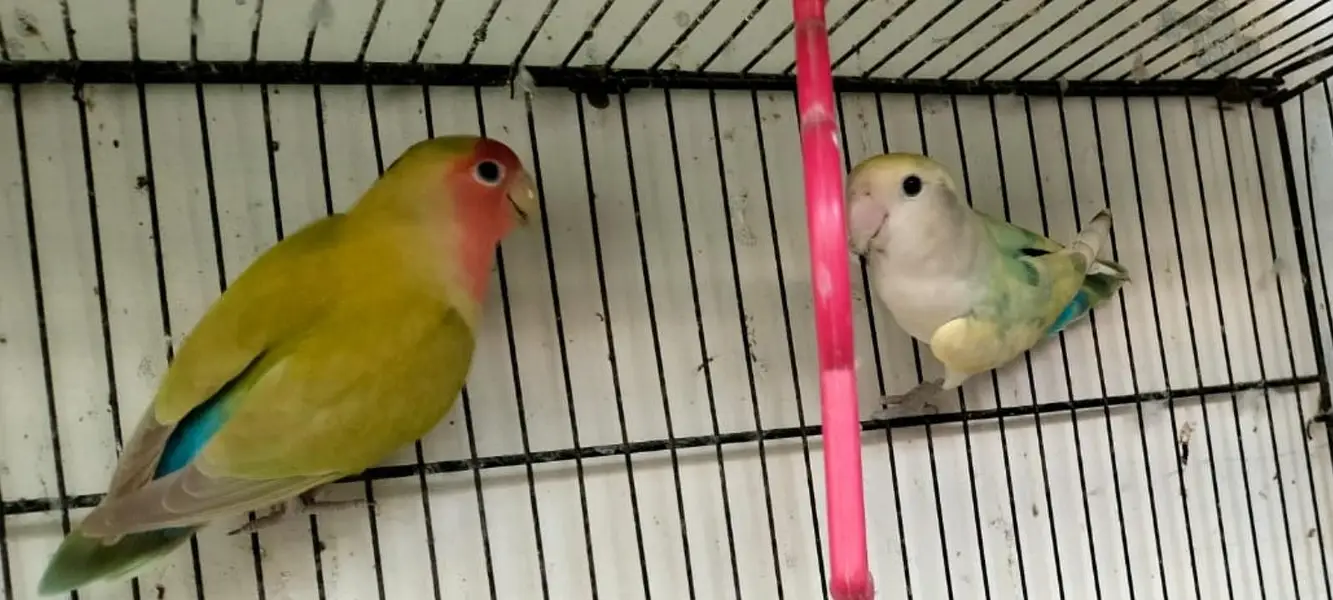Love Birds — photo 9