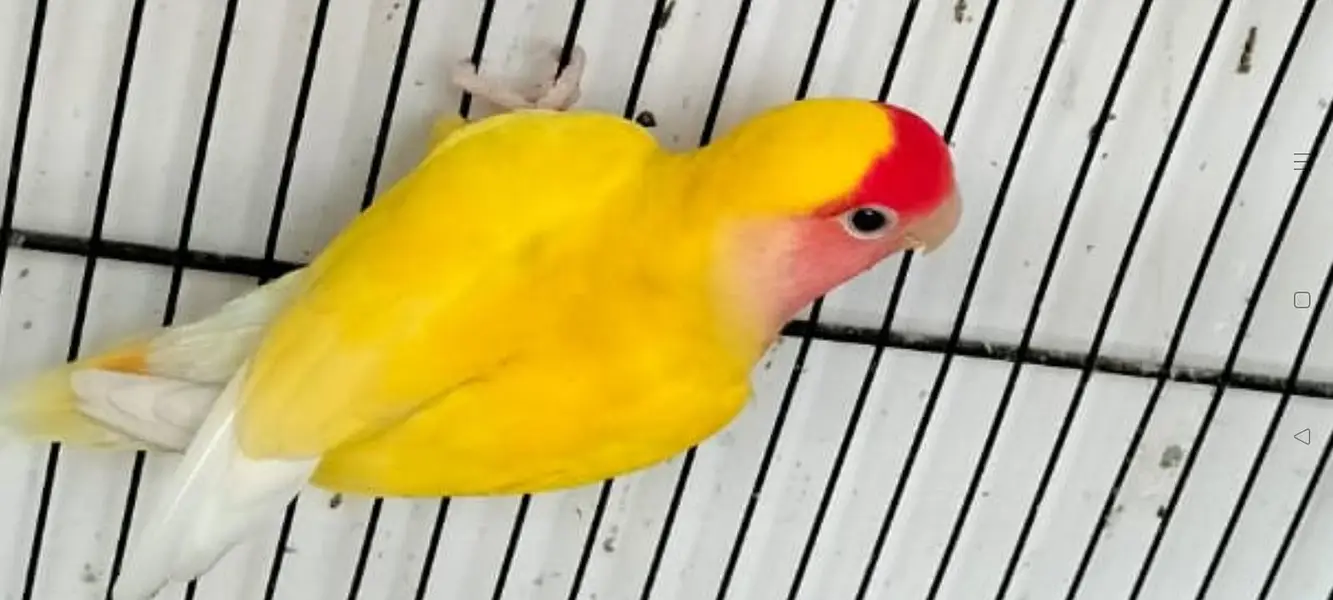 Love Birds — photo 10