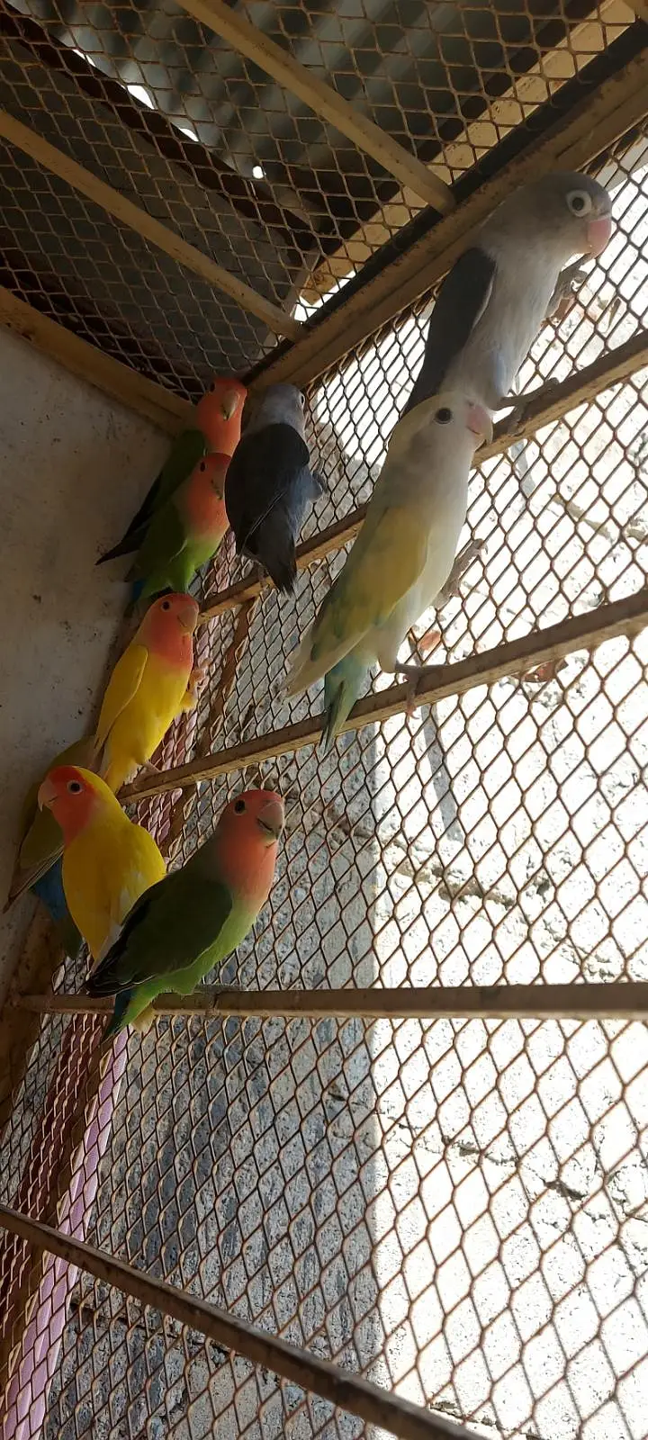Love Birds — photo 11