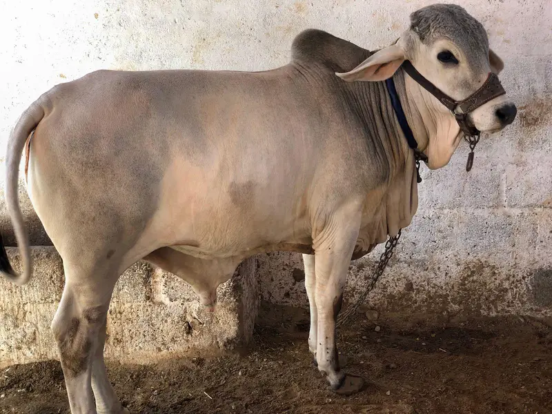 caw bull — photo 2