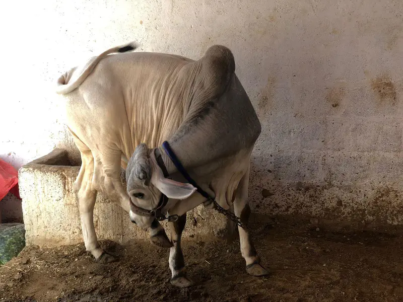 caw bull — photo 3