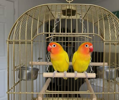 Full Actrive Breeder Pair