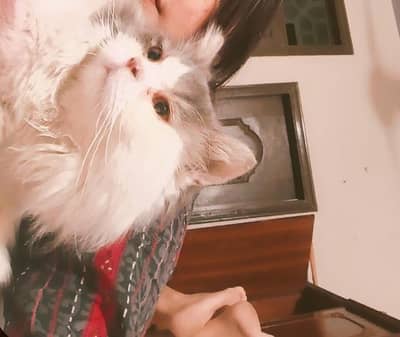 british longhair persian cat