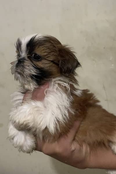 Shitzu Puppy | Shihtzu Male Puppy | Shihtzu Female | Shihtzu Pair |Dog