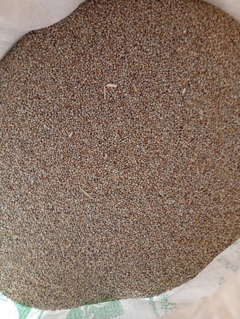 باجرہ براے فروخت0 0