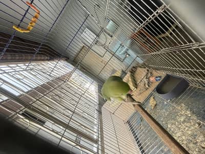 Green ringneck female