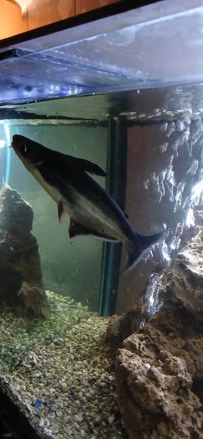 Blueline pair for sale in lhr Size 8-10" Price 2500