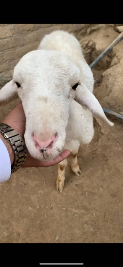 Talagang kabali dumba