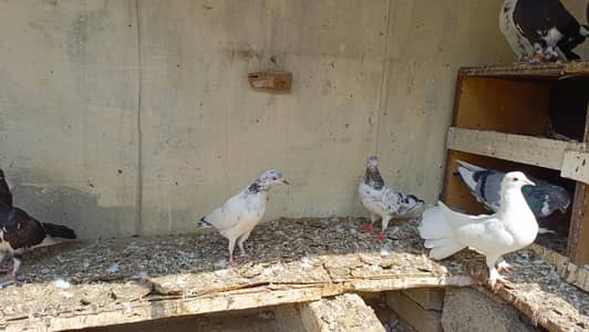 Puri colony for sale 17 kaboter hain