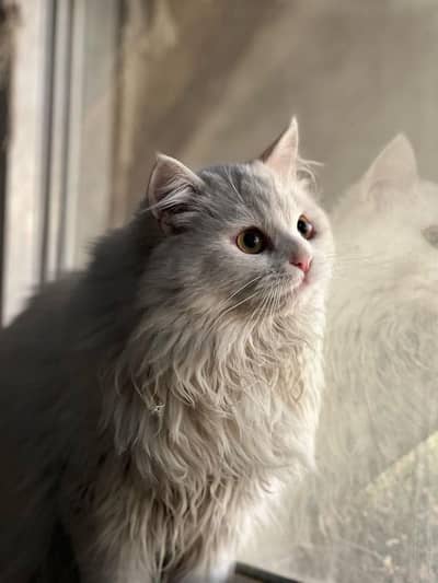 White Persian Male Cat