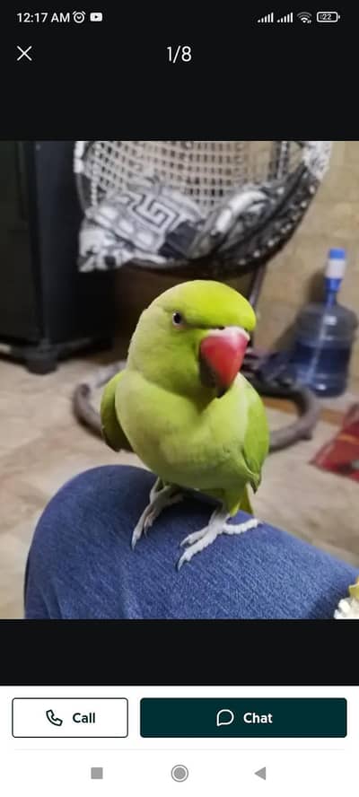 Ringneck parrot best for Breed purpose
