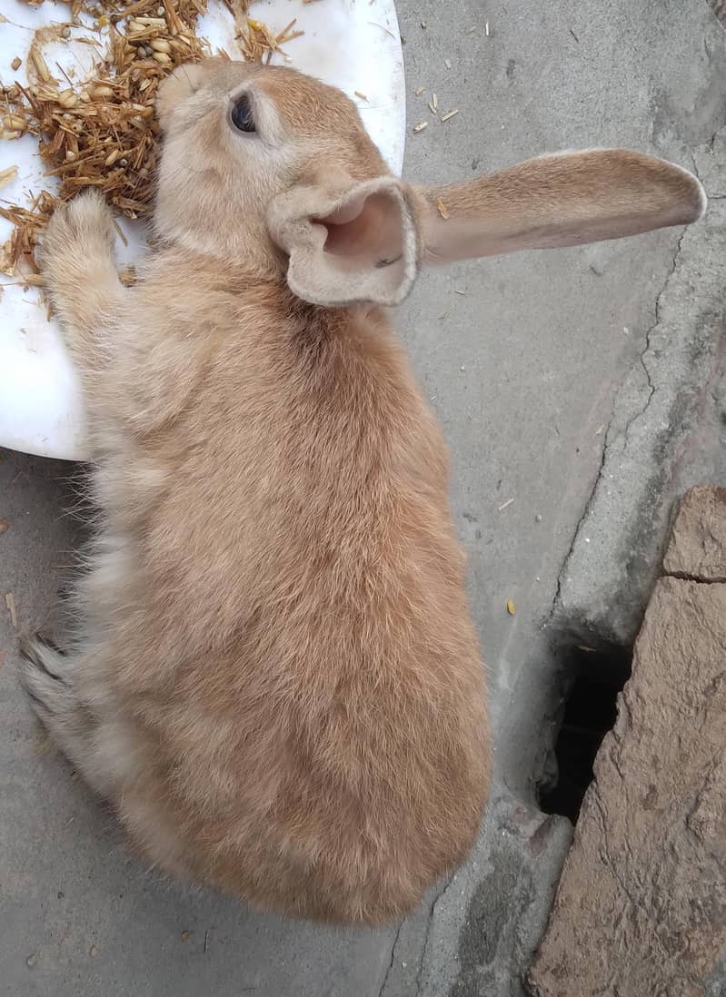 Almost all brown Rabbit and Angora-like Red Eye White Rabbits - Rabbits ...