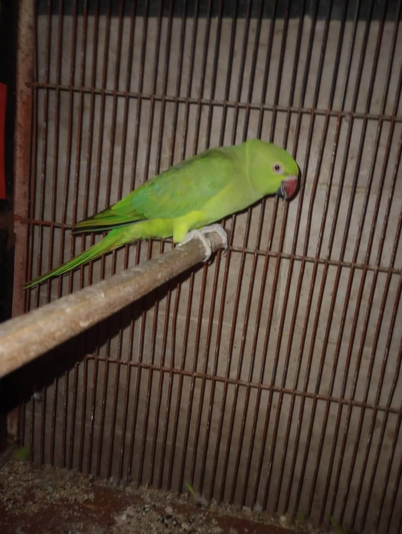 caess 1