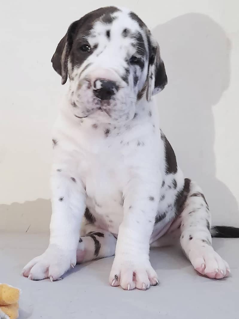 great Dane 3