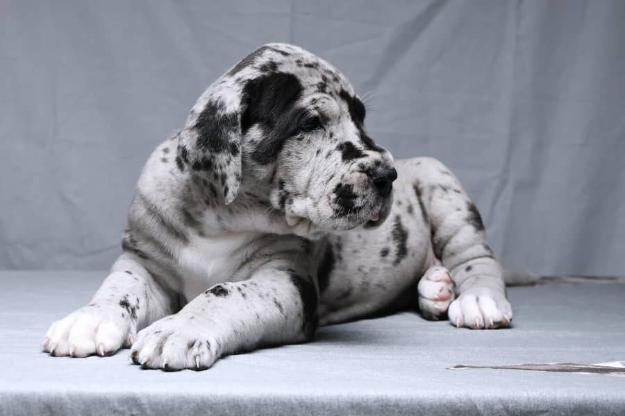 great Dane 4