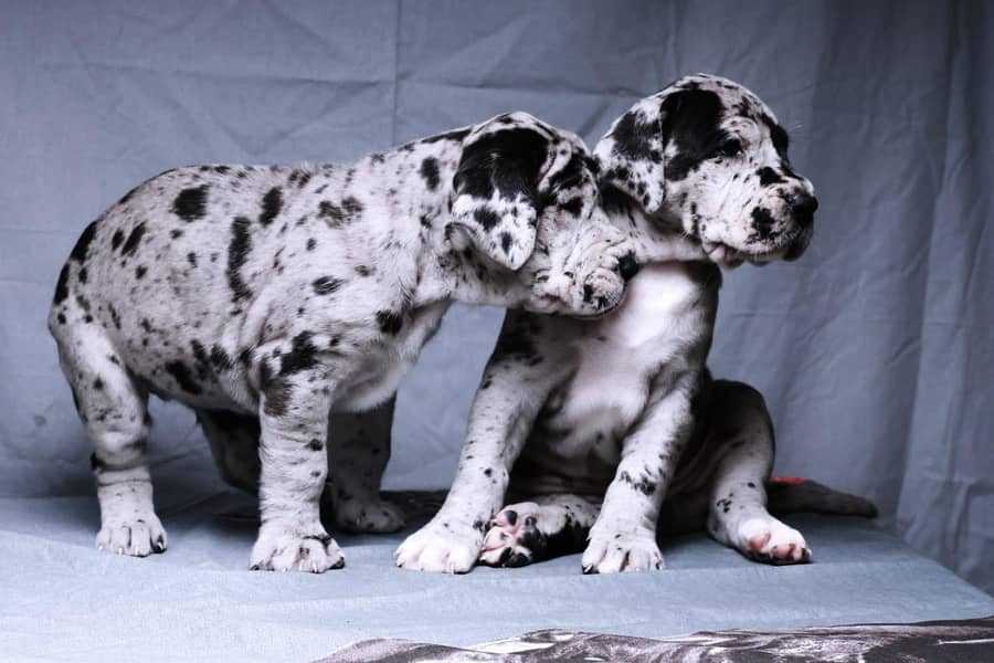 great Dane 6