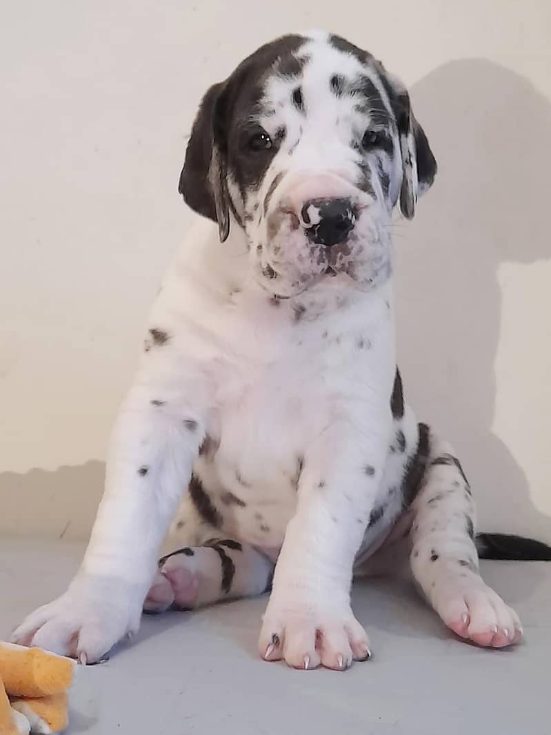 great Dane 8