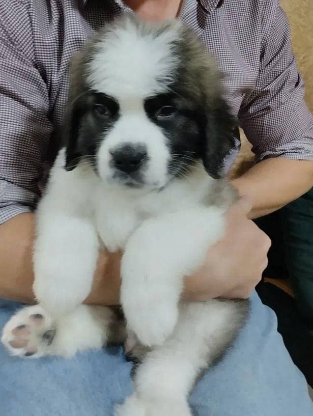 Saint Bernard 3