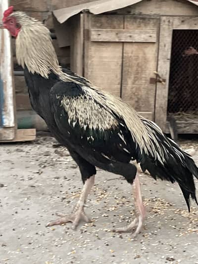 Mian wali chandoor nasal