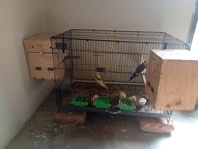 cocktail 2 pair common grey and yellow lutino pied cocktail