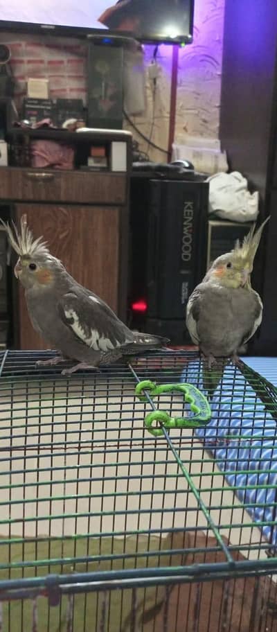 cocktail parrots health bird's fo sale