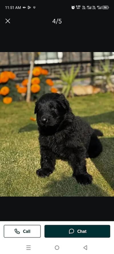 jarman Sheprd pupi available