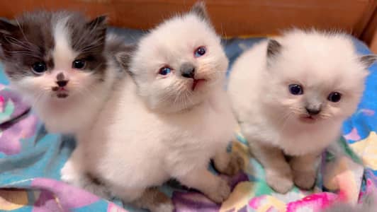 5 PERSIAN KITTENS AVAILABLE FOR SALE