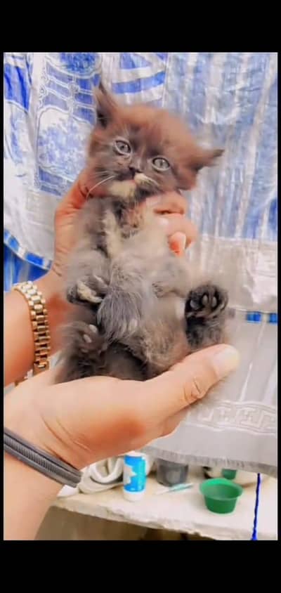 Persian cats