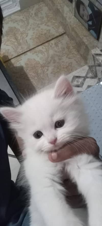 good active playful 2 kids