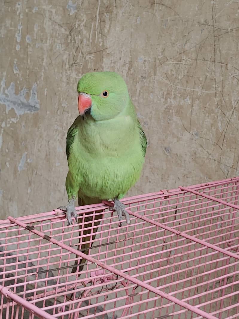 dexi totta 0
