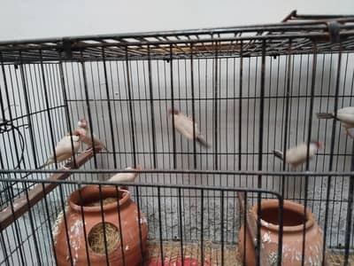 Java breeder Pairs for Sale - 2000 Rs piece