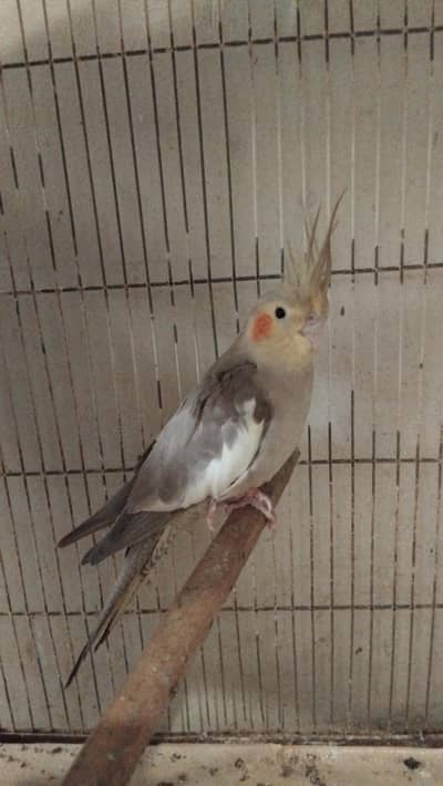 cocktail for Breeder Pair for sale