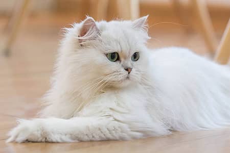 Beautiful Persian White Cat
