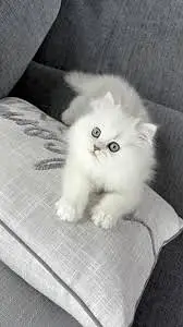 Beautiful Persian White Cat — photo 2