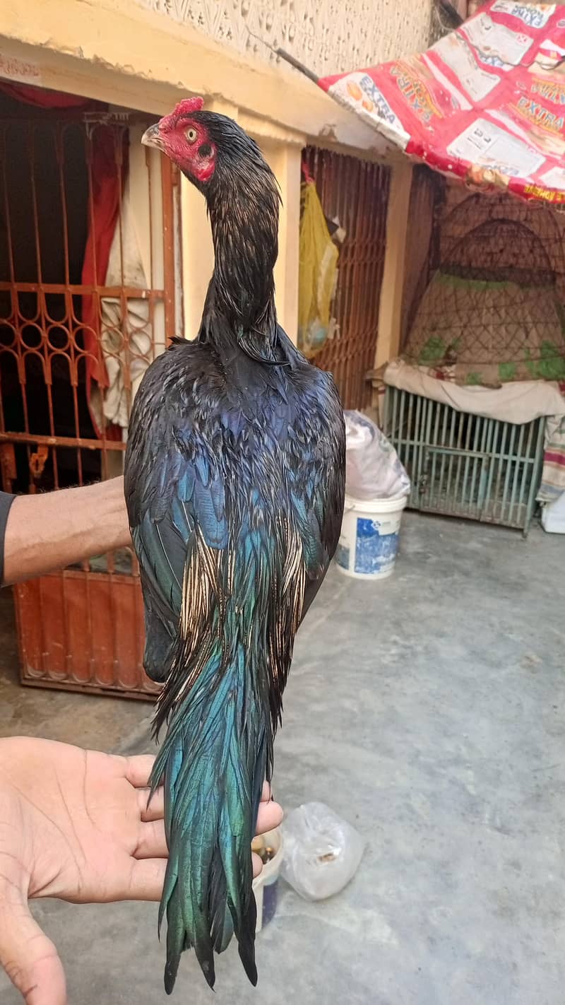 sawa patha for sale - Hens - 1108755265