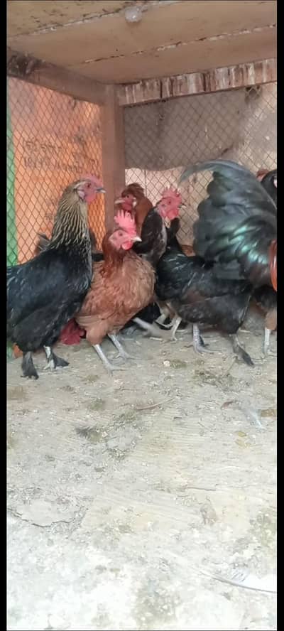 desi Hen and golden misri for sell   ha egg dy rahe ha