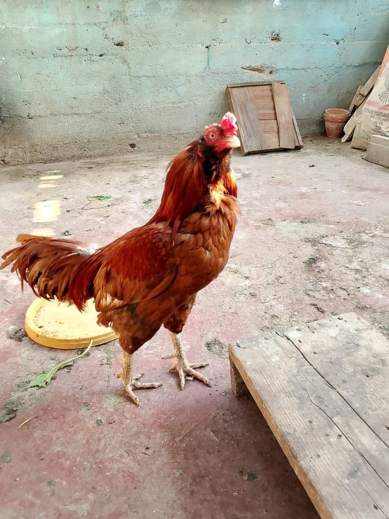 aseel murga - Hens - 1108759729