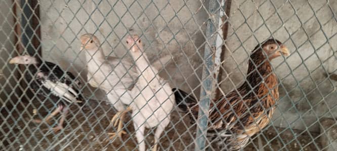 aseel murga and murgi for sale