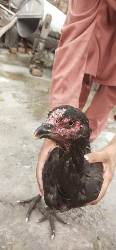 Aseel Hen 2 Piece Female