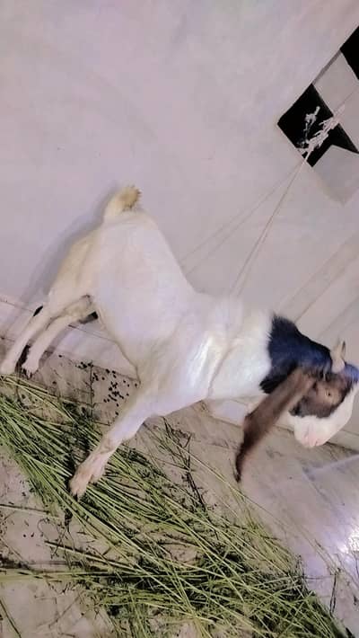 BREEDAR BAKRA GULABI ABLAQ 0334-2637391